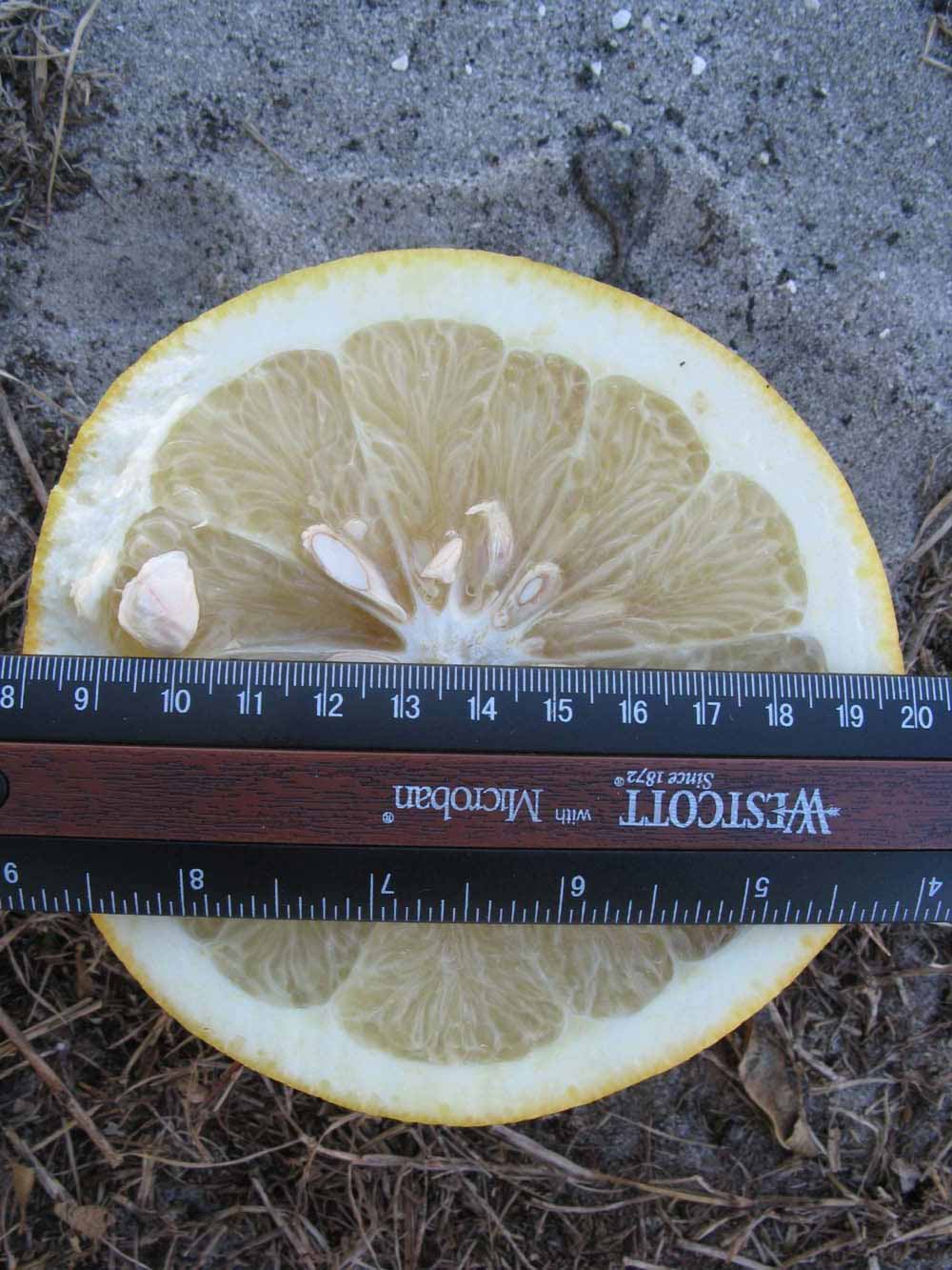              Fruit cross-section (Winter Haven, FL)       
